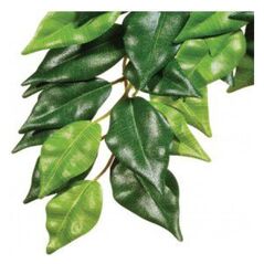Hagen EXOTERRA ROŚLINA FICUS L