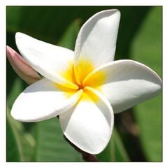 DA VINCI Karnet Kwiat Plumeria DaVinci 16x16 cm + koperta (B2W 202 001)