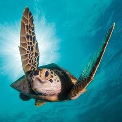 Museums & Galleries Karnet kwadrat z kopertą Green Turtle