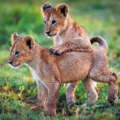 Museums & Galleries Karnet kwadrat z kopertą Lion Cubs