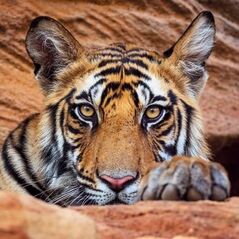 Museums & Galleries Karnet kwadrat z kopertą Tiger cub