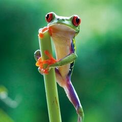 Museums & Galleries Karnet kwadrat z kopertą Red Eyed Frog