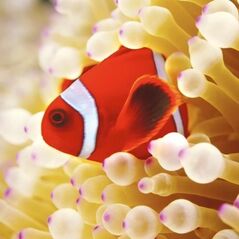 Museums & Galleries Karnet kwadrat z kopertą Clownfish in sea anemone