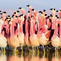 Museums & Galleries Karnet kwadrat z kopertą Andean Flamingoes