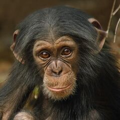 Museums & Galleries Karnet kwadrat z kopertą Baby Chimp