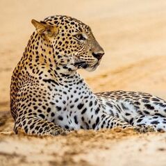 Museums & Galleries Karnet kwadrat z kopertą Leopard in sand