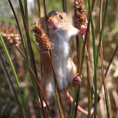 Museums & Galleries Karnet kwadrat z kopertą Harvest Mouse