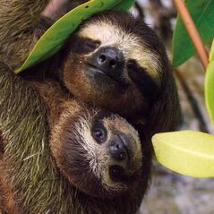 Museums & Galleries Karnet kwadrat z kopertą Three-toed Pygmy Sloth