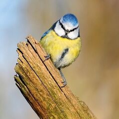 Museums & Galleries Karnet kwadrat z kopertą Blue Tit