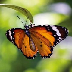 Museums & Galleries Karnet kwadrat z kopertą Tiger Butterfly
