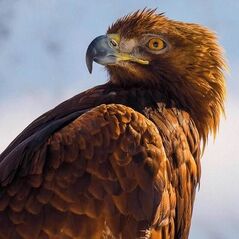 Museums & Galleries Karnet kwadrat z kopertą Golden Eagle