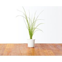 Click And Grow Kapsułki z nasionami Smart Soil Szczypiorek 3pak