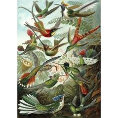 Madame Treacle Karnet B6 z kopertą Kolibry