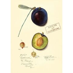 Madame Treacle Karnet B6 z kopertą Śliwka