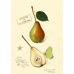 Madame Treacle Karnet B6 z kopertą Gruszka