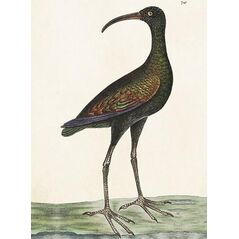 Skona Ting Karnet ST378 B6 + koperta Apteribis