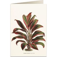 Tassotti Karnet B6 + koperta 6064 Dracena czerwono-zielona