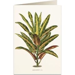 Tassotti Karnet B6 + koperta 6063 Dracena Croton