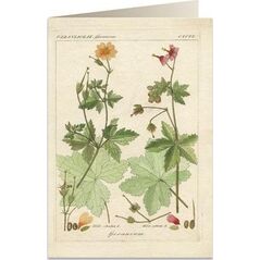 Tassotti Karnet B6 + koperta 6057 Pelargonia pachnąca