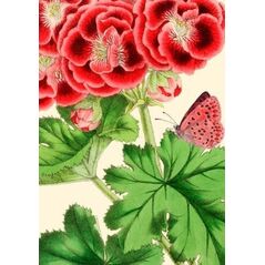 Madame Treacle Karnet B6 z kopertą Pelargonia