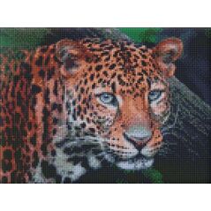 Ideyka Diamentowa mozaika - Dziki wygląd 30x40cm