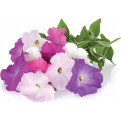 Click And Grow Click & Grow Smart Garden refill Petunia 3pcs