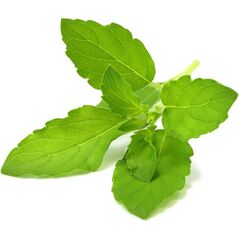 Click And Grow Click & Grow Smart Garden αναπλήρωση Holy Basil 3 τεμ 13927309 4742793009315