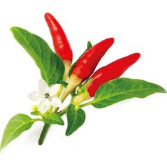 Click And Grow Click & Grow Smart Garden αναπλήρωση Red Hot Chili Pepper 3 τεμ 13927304 4742793008943
