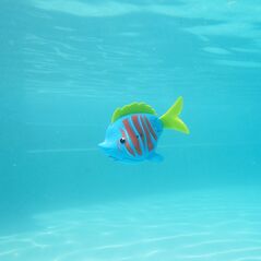 Rainbow Reef Fish - Beta Fish