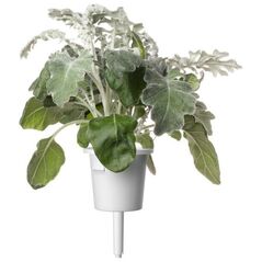 Click And Grow Click & Grow Smart Refill Dusty Miller 3 τεμ 13927281 4742793002774