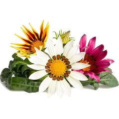Click And Grow Click & Grow Smart Refill Gasania 3pcs