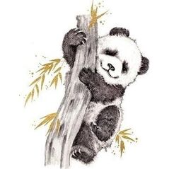 Karnet złocony kwadrat CL3816_BL Panda