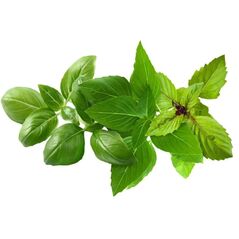 Click And Grow Click And Grow Click & Grow Κάψουλα Φυτού Μείγμα Ποικιλίας Βασιλικού 9 τεμ
