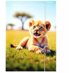 ΦΑΚΕΛΟΣ ΜΕ ΛΑΣΤΙΧΟ Α4 WILD ANIMAL STK FOL10/100