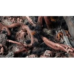 Gamers Grass Gamers Grass: Grass tufts - 6 mm - Alien Void (Wild)
