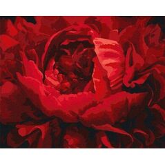 Norimpex Malowanie po numerach - Wy¶mienity kwiat 40x50cm