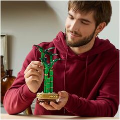 Βοτανικά προϊόντα Dracaena sandera (10344)