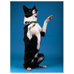 Chaba CHABA COLLAR ΡΥΘΜΙΖΟΜΕΝΗ STORY ``L`` CARNIVAL 32-53x2,5cm