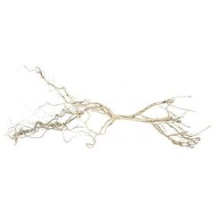 Terra Natura Weirwood Root 15-20 cm 12313803 5904479420275