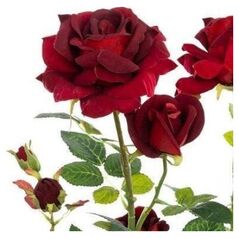 ATMOSPHERA Τεχνητό φυτό σε γλάστρα ΚΡΑΣΙ ΡΟΖ, 74 εκ., κόκκινο