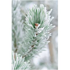 Lattafa Lattafa Fakhar Lattafa Black Eau De Parfum 100 ml (άνδρας)