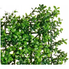 Ibergarden Τεχνητός φράχτης, 50 x 50 cm