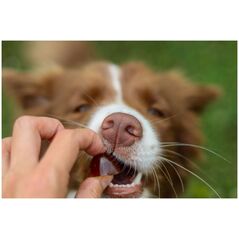 Contipro Geloren Small Dog 180g - Συμπληρωματικό μείγμα, ζελεδάκια για μικρά σκυλιά για τις αρθρώσεις 60 τεμ.