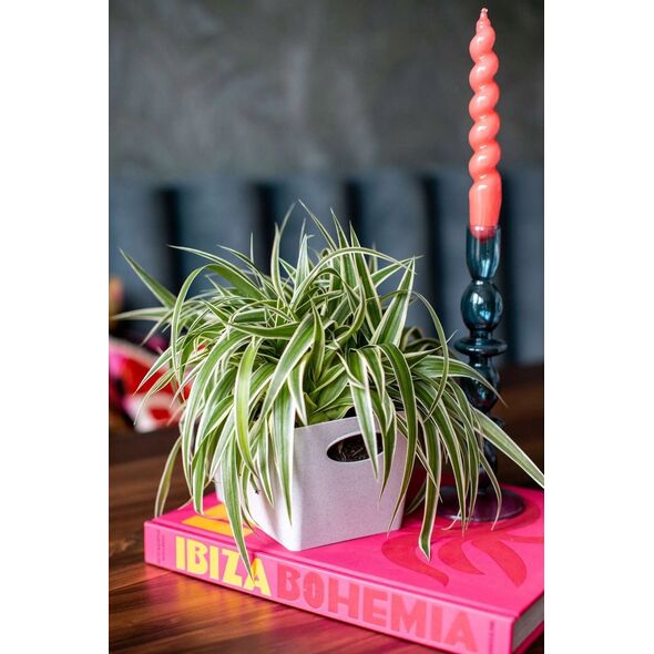 Koziol Pojemnik BOXXX S (1 l.) BOXXX S