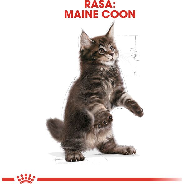 Royal Canin Maine Coon Kitten karma sucha dla kociąt, do 15 miesiąca, rasy maine coon 2kg