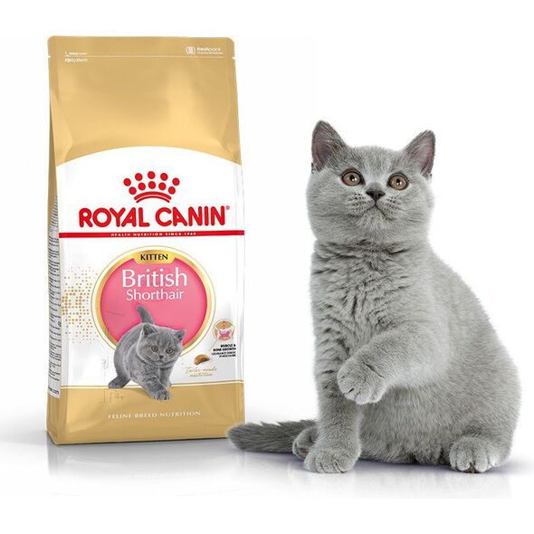 Royal Canin British Shorthair Kitten karma sucha dla kociąt, do 12 miesiąca, rasy brytyjski krótkowłosy 2kg
