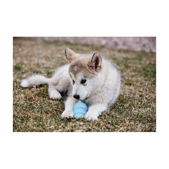 KONG Puppy Small 7cm