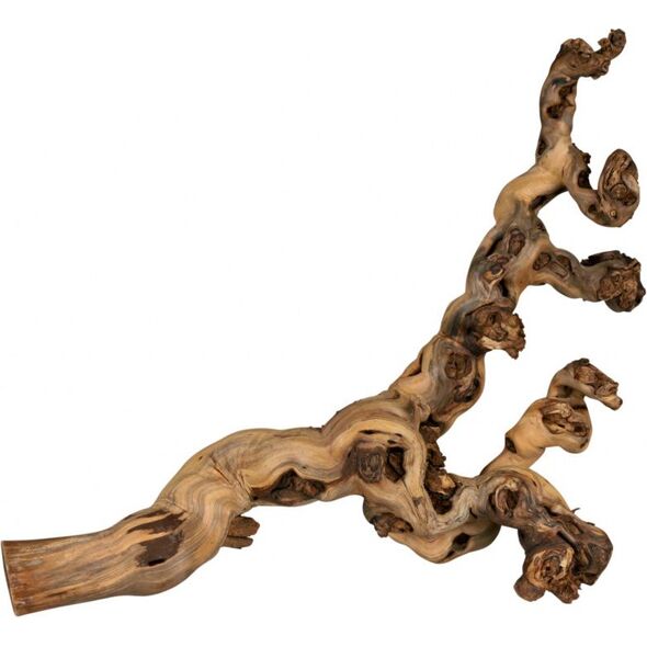 Trixie Korzenie winorośla 6 szt. piaskowane 55-80cm