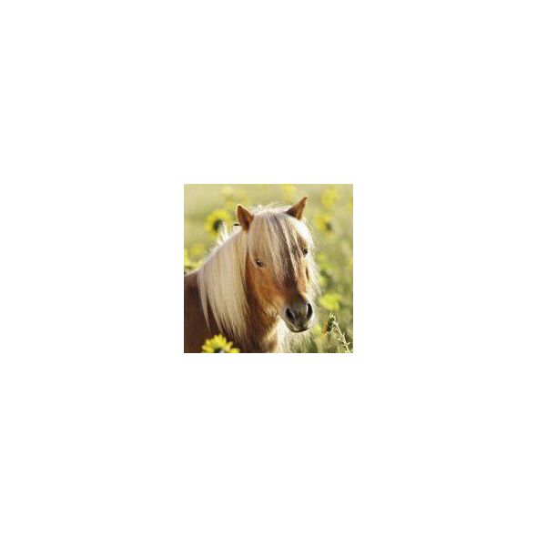 Ravensburger Puzzle 3x49 Kochane Konie (080113)