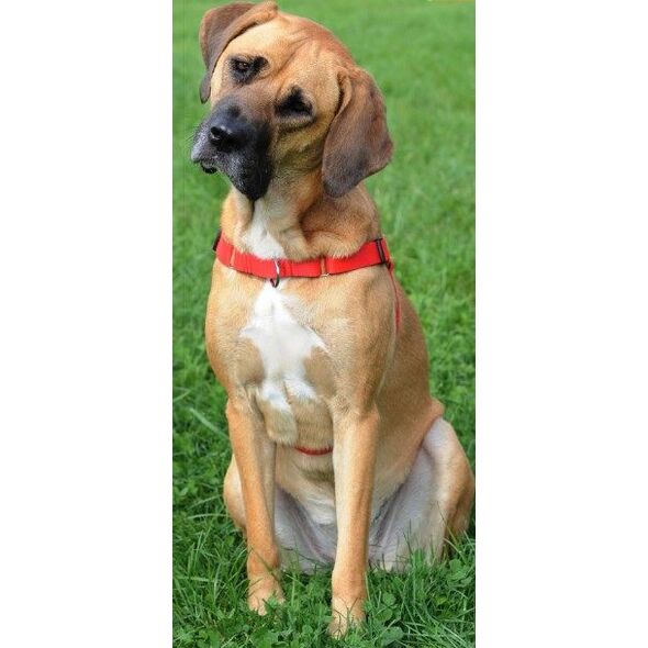 Dingo Szelki Easy Walk dla psów ciągnących 95-125cm czarne